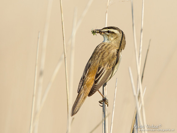 Rietzanger / Sedge Warbler - De Rijp