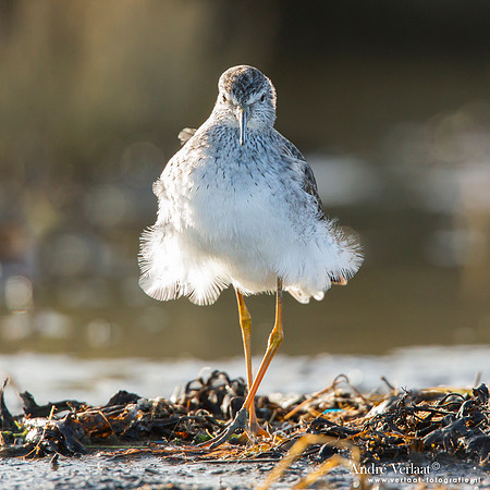 Kleine Geelpootruiter / Lesser Yellowlegs - Den Oever