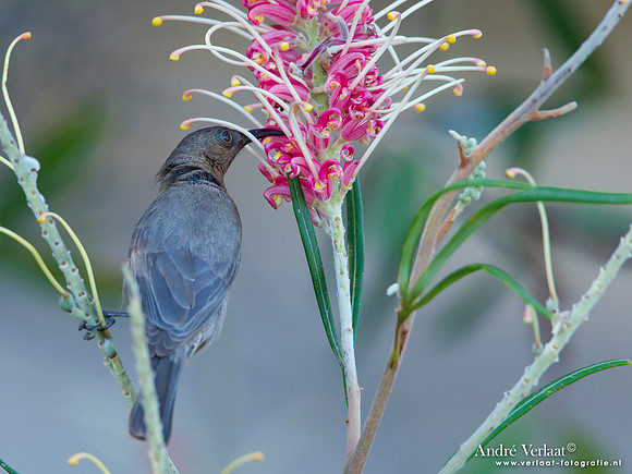 Bruine Dwerghoningeter / Dusky Honeyeater - Fraser Island