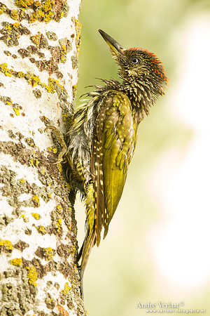 Groene Specht / Green Woodpecker - Tiszagyenda