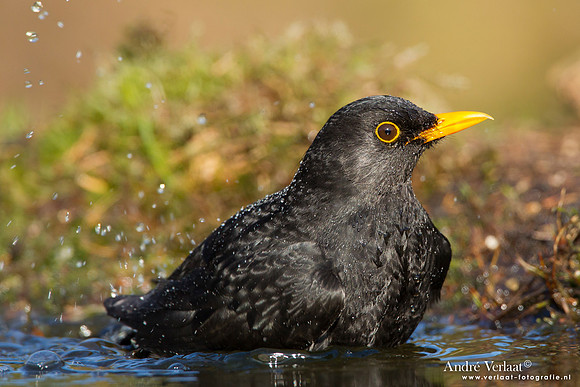 Merel / Blackbird- Lemelerberg