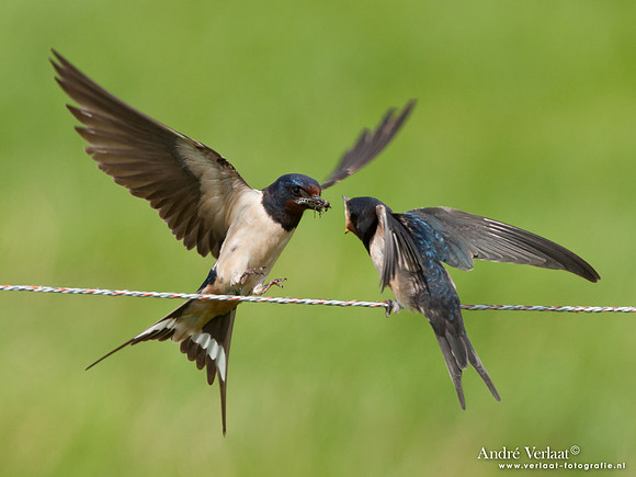 Boerenzwaluw / Barn Swallow - Wognum