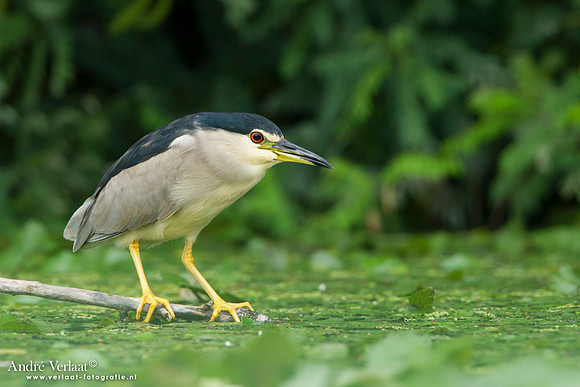 Kwak / Black-crowned Night-Heron - Hortobagyi Nemzeti Park