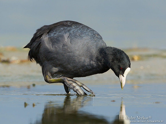 Meerkoet / Coot - Den Helder