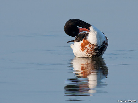 Bergeend / Shelduck - Oostvaardersplassen