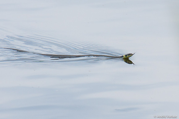 Ringslang / Grass snake - Oostvaardersplassen, The Netherlands
