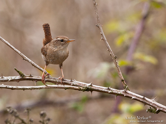 Winterkoning / Winter Wren - Oostvaardersplassen