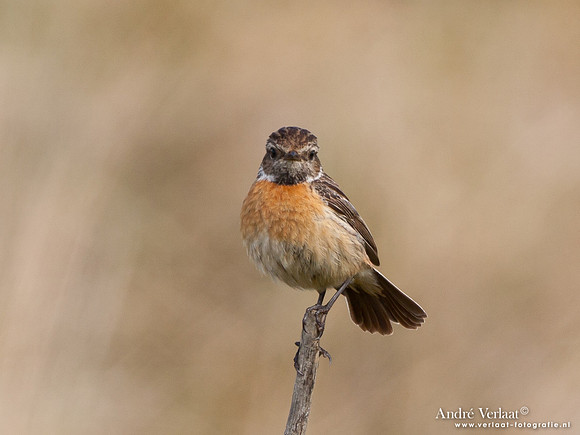 Roodborsttapuit / Stonechat - Hargen aan Zee