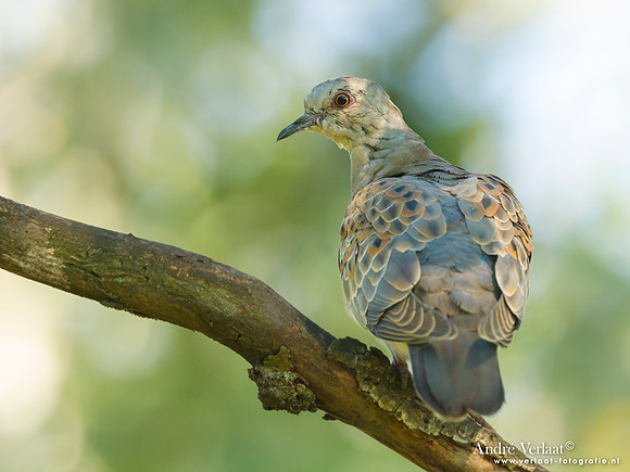 Zomertortel / Turtle-Dove - Tiszagyenda