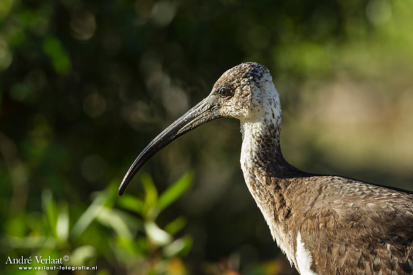 Strohalsibis / Straw-necked Ibis - Bowra Sanctuary