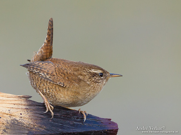 Winterkoning / Winter Wren - Den Oever
