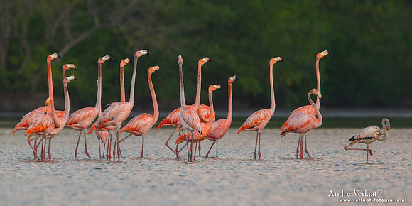 Caribische Flamingo / Greater Flamingo - Bigi Pan