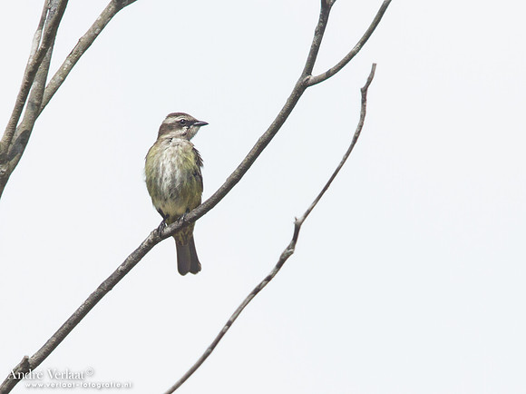Piraattiran / Piratic Flycatcher - Hannover Savanne