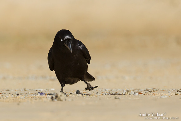 Australische Raaf / Australian Raven - Fraser Island