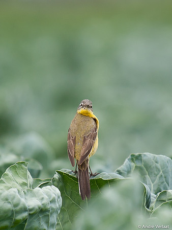 Gele Kwikstaart / Western Yellow Wagtail - Egboetswater