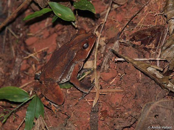 Kikker / Frog - Corcovado NP, Costa Rica