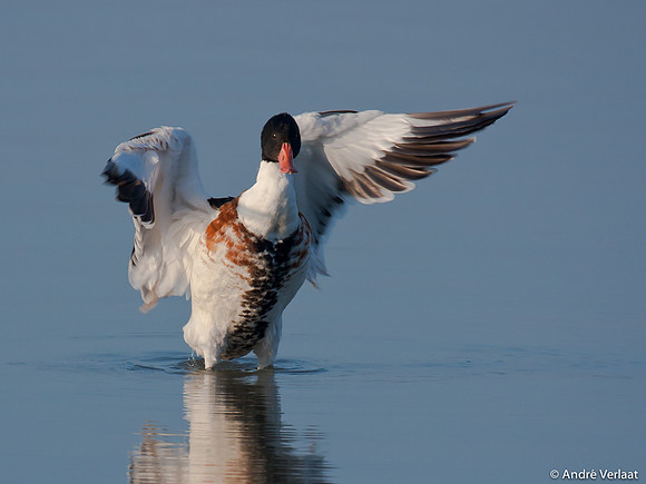 Bergeend / Shelduck - Oostvaardersplassen