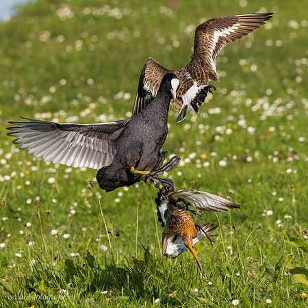 Meerkoet / Coot - Wognum