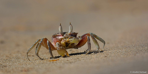 Scuttling Crab - Tamarindo, Costa Rica