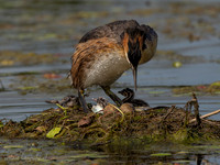 Fuut / Great Crested Grebe - Wognum