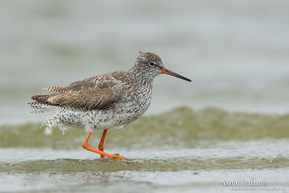 Tureluur / Redshank - Den Helder