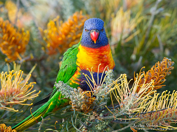 Regenbooglori / Rainbow Lorikeet - Highfields