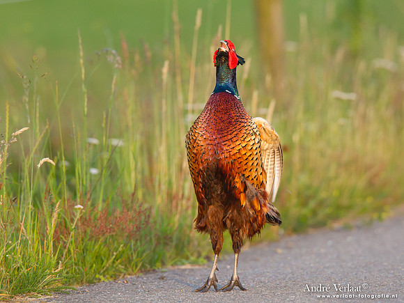 Fazant / Pheasant - De Rijp