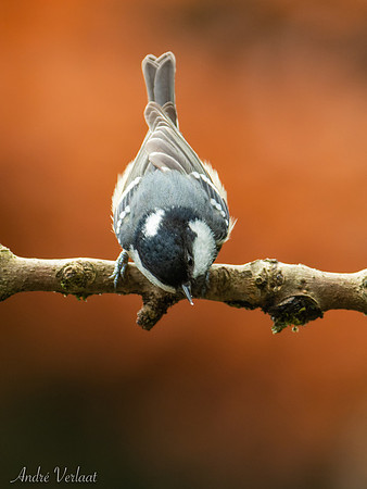 Zwarte Mees / Coal Tit - Oss