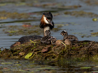 Fuut / Great Crested Grebe - Wognum