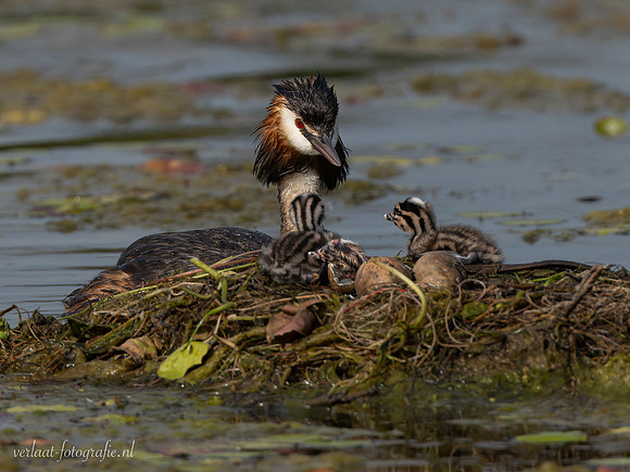 Fuut / Great Crested Grebe - Wognum