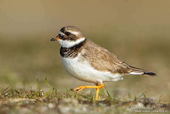 Bontbekplevier / Ringed Plover - Hargen aan Zee
