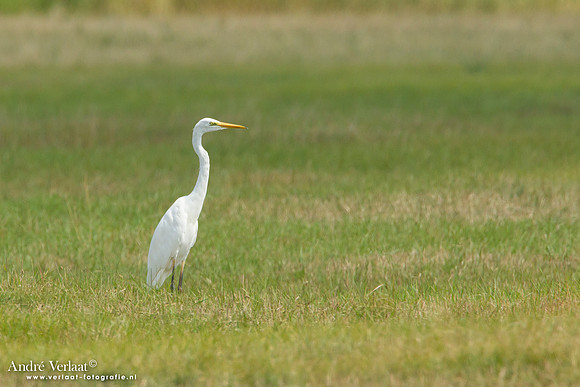 Grote Zilverreiger / Western Great Egret - Hortobagyi Nemzeti Park