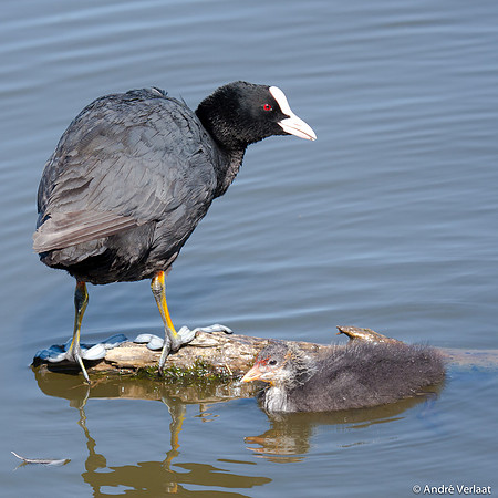 Meerkoet / Coot - Egboetswater