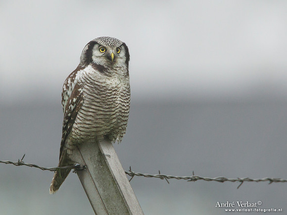Sperweruil / Northern Hawk Owl - Zwolle