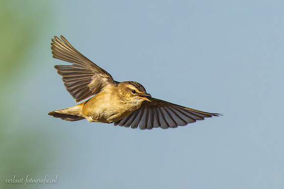 Rietzanger / Sedge Warbler - Schardam