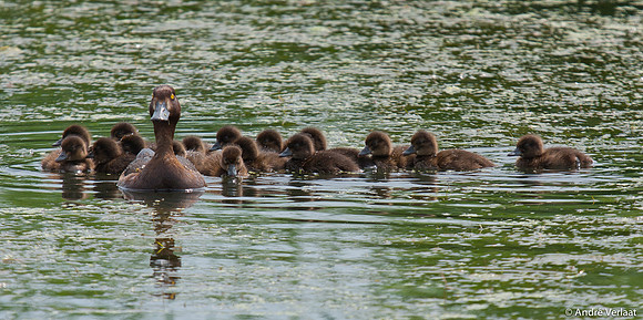 Kuifeend / Tufted Duck - Waterberging Twisk