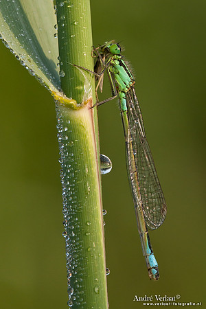 Lantaarntje eet sprinkhaan / Blue-tailed Damselfly eating grashopper - Wognum