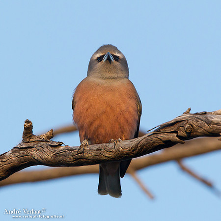 Wenkbrauwspitsvogel / White-browed Woodswallow - Bowra Sanctuary