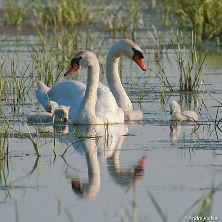 Knobbelzwaan / Mute Swan - Zeevang