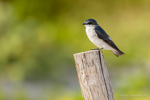Blauw-witte Zwaluw / Blue-and-white Swallow - El Cuyo