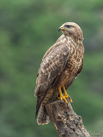 Buizerd / Buzzard - Oss