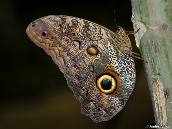 Uilvlinder / Owl Butterfly - Arenal, Costa Rica