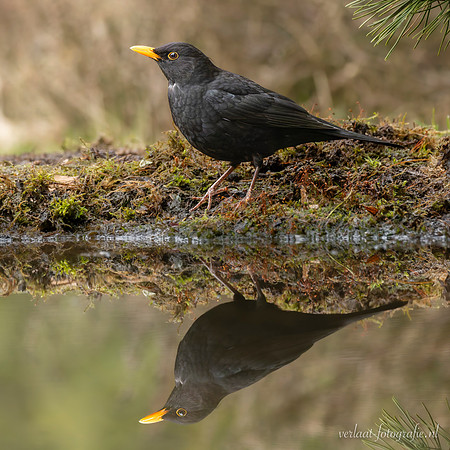 Merel / Blackbird - Lemelerberg