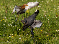 Meerkoet / Coot - Wognum