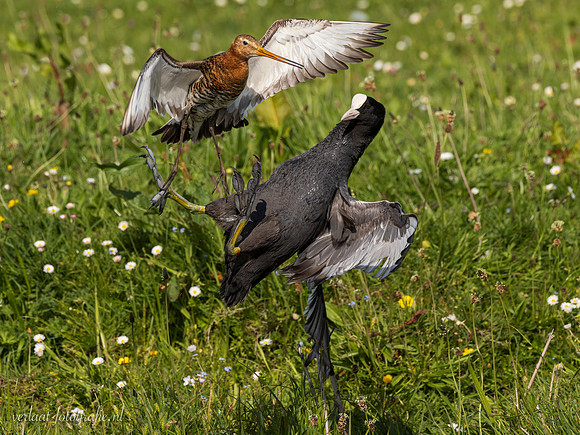 Meerkoet / Coot - Wognum