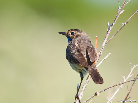 Blauwborst / Bluethroat - Egboetswater