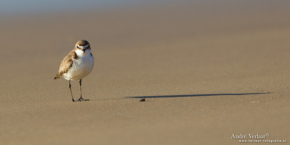 Roodkopplevier / Red-capped Plover - Fraser Island