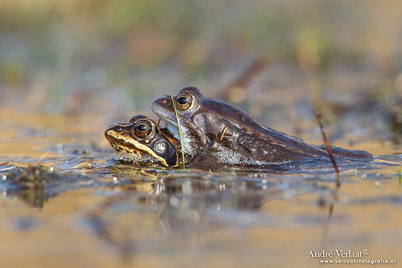Heikikker / Moor frog - Kootwijk