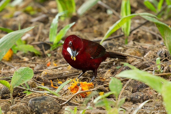 Fluweeltangare / Silver-beaked Tanager - Commewijne