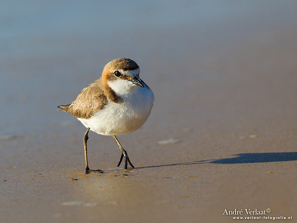 Roodkopplevier / Red-capped Plover - Fraser Island